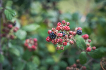 blackberries on a bramble bush