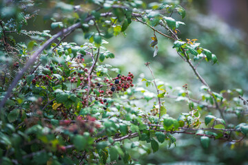 blackberries on a bramble bush