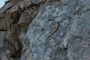 Sprout of grass in round hole of rough stone light rock with texture, brown beige cliff with cracks. Different layers of slabs. Cloudy. Baikal mountains