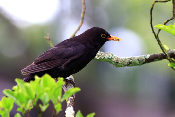 Fototapeta premium blackbird (turdus merula) perched on a tree in the city of braga, portugal