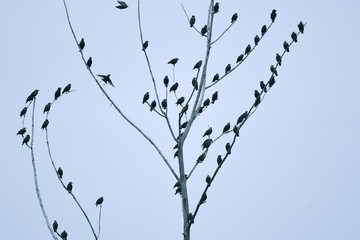 Flock of Common Starlings perched at top of a dead tree