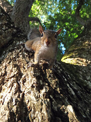 curious squirrel hanging on a pecan tree