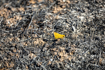 butterfly on the ground