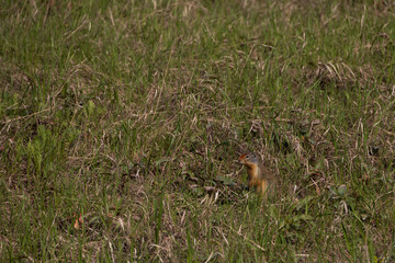 Prairie dog in tall grass