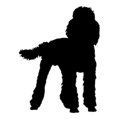Poodle Dog (Canis Lupus) Standing On a Front View Silhouette Found In Map Of Europe. Good To Use For Element Print Book, Animal Book and Animal Content