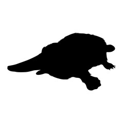 Platypus (Ornithorhynchus anatinus) Swimming On a Front View Silhouette Found In Map Of Oceania. Good To Use For Element Print Book, Animal Book and Animal Content