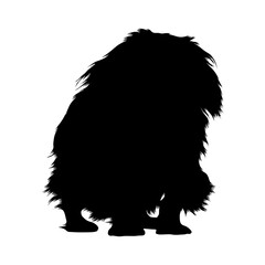 Obraz na płótnie Canvas Pekingese Dog (Canis Lupus) Standing On a Front View Silhouette Found In Map Of Asia. Good To Use For Element Print Book, Animal Book and Animal Content