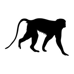 Patas Monkey (Erythrocebus patas) Walking On a Side View Silhouette Found In Map Of Africa. Good To Use For Element Print Book, Animal Book and Animal Content
