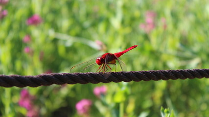 Close-up of a dragonfly