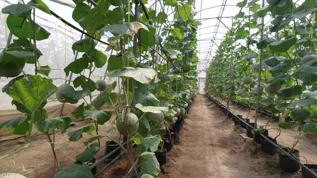 Growing a melon in a hydroponic system.