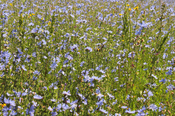 Beautiful flowers of chicory growing in the field. Close-up. Background. Scenery.
