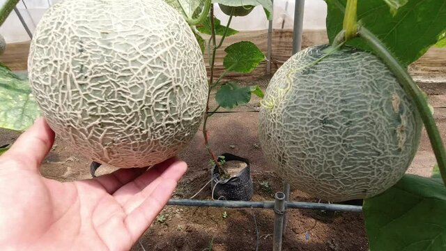 Growing a melon in a hydroponic system.