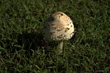 Mushroom in grass