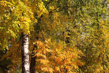 Beautiful colorful autumn trees. Close-up. Background. Scenery.