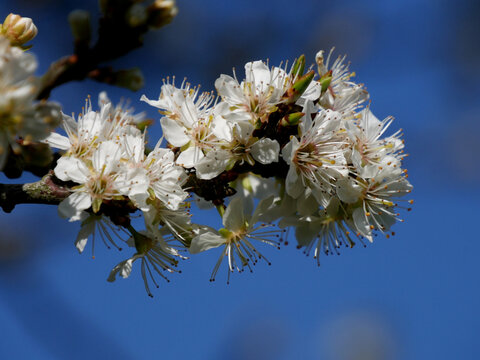 fleurs d'Aub&eacute;pine sur fond bleu