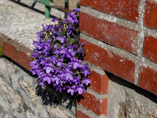 fleurs de rocailles