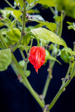 Single close up of a Carolina Reaper red hot spicy chili pepper. Declared the hottest chili pepper in the world. Shot ripening on the plant with a black background.