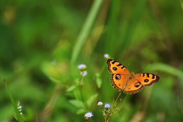 Fototapeta na wymiar Orange Butterfly Resting His WIngs
