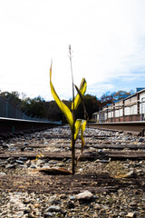 cornfield growing on rocky soil