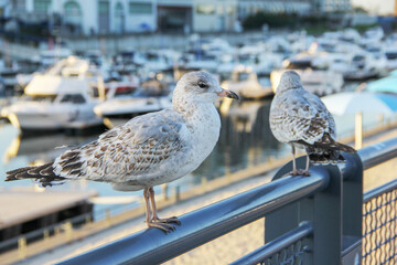 Seagull sitting on pole in the old port of Montreal at sunset.