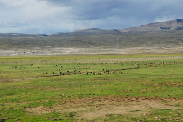 sheep in the field