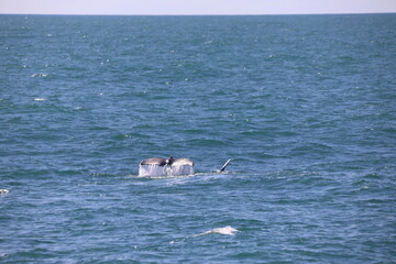 Naklejka premium whale on the sea