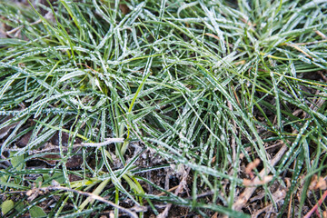 Frozen green grass covered by hoarfrost on autumn park. Early frosts concept.