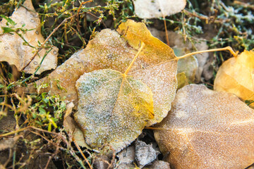 Fallen leaves on autumn frozen grass. Early frosts concept.