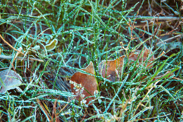 Frozen green grass on autumn time. Early frosts concept.