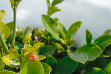 マサキ　実　素材