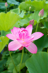 Fototapeta premium ハスの花