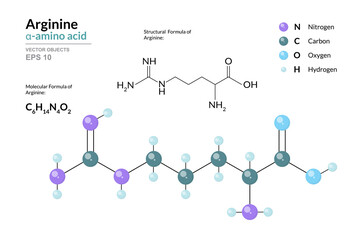 Arginine. Arg C6H14N4O2. α-Amino Acid. Structural Chemical Formula and Molecule 3d Model. Atoms with Color Coding. Vector Illustration