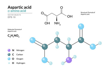 Aspartic acid. Asp C4H7NO4. α-Amino Acid. Structural Chemical Formula and Molecule 3d Model. Atoms with Color Coding. Vector Illustration
