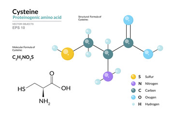 Cysteine. Cys C3H7NO2S. Proteinogenic Amino Acid. Structural Chemical Formula and Molecule 3d Model. Atoms with Color Coding. Vector Illustration