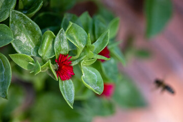 red flower macro