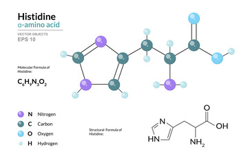 Histidine. His C6H9N3O2. α-Amino Acid. Structural Chemical Formula and Molecule 3d Model. Atoms with Color Coding. Vector Illustration