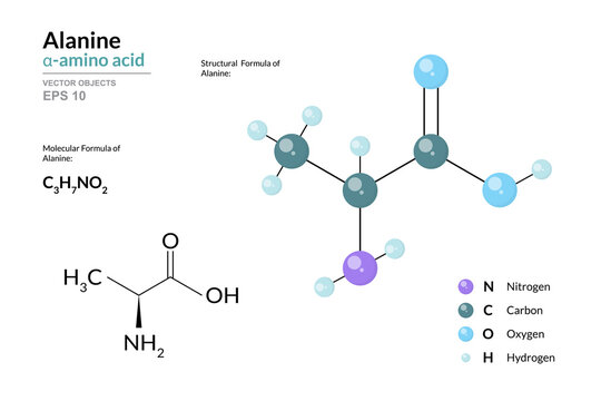 Alanine. Ala C3H7NO2. &alpha;-Amino Acid. Structural Chemical Formula and Molecule 3d Model. Atoms with Color Coding. Vector Illustration