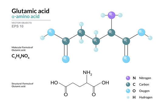 Glutamic acid. Glu C5H9NO4. &alpha;-Amino Acid. Structural Chemical Formula and Molecule 3d Model. Atoms with Color Coding. Vector Illustration