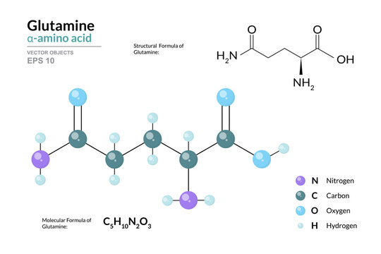 Glutamine. Gln C5H10N2O3. &alpha;-Amino Acid. Structural Chemical Formula and Molecule 3d Model. Atoms with Color Coding. Vector Illustration