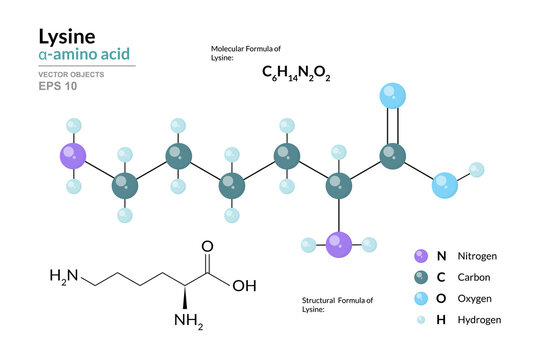 Lysine. Lys C6H14N2O2. &alpha;-Amino Acid. Structural Chemical Formula and Molecule 3d Model. Atoms with Color Coding. Vector Illustration