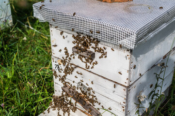 Honey Bees on Hive Entrance Hole. Flying Away and Returning.
