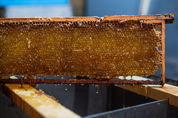 Hand using a scraper to clog honeycombs with honey in a frame. Beekeeper Unseal Honeycomb.