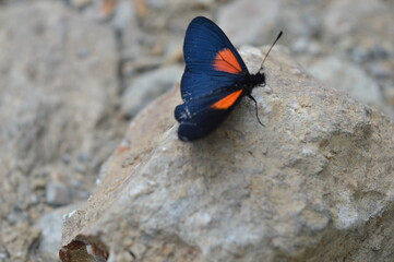 butterfly on the rock