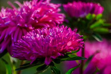 Obraz premium Beautiful maroon aster is blooming under the sun 