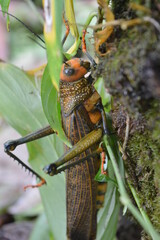 grasshopper on a branch
