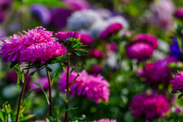 Autumn flowers. Pink asters under the sun 