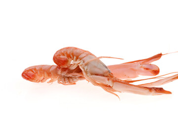 Shrimp on a white background