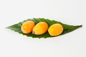 ビワの収穫