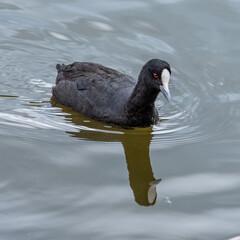 Eurasian Coot (Fulica atra) at Newport lake, the area was created from a former Bluestone Quarry...
