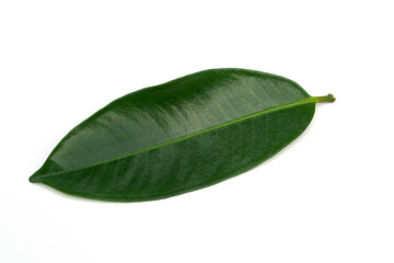 Mangosteen leaf isolated on white background.